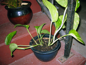 Pothos