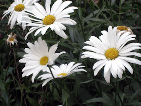 Daisies.