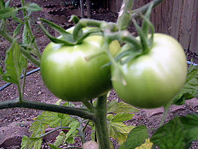 Tomatoes.