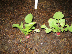 Radishes