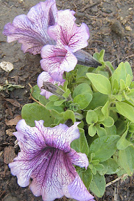 Petunia