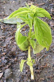 Basil