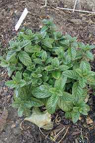 Spearmint