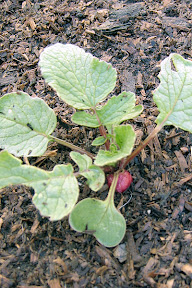 Radish