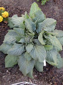 Borage
