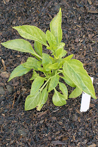 Jalapeno pepper