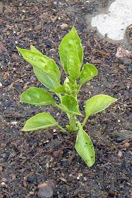 Bell pepper
