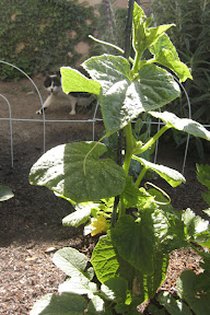 Cucumber (and Smudge)