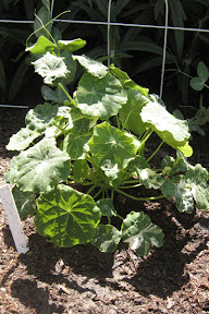 Nasturtium