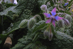 Borage flowers