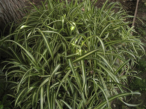 Spider plant?