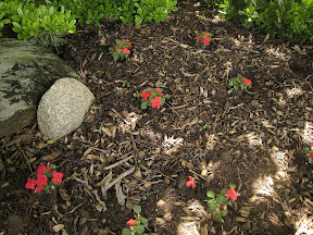 Impatiens