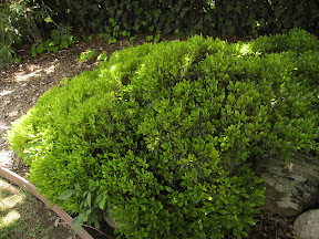 Mystery bush