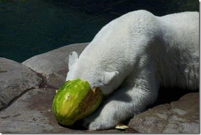 Um urso comendo uma melancia 12
