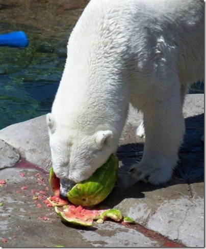 Um urso comendo uma melancia 7