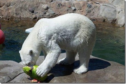 Um urso comendo uma melancia 6