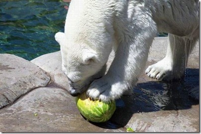 Um urso comendo uma melancia 4