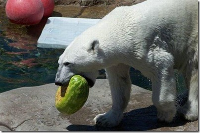 Um urso comendo uma melancia 2