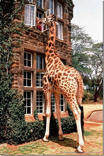 um zoologico diferente 3