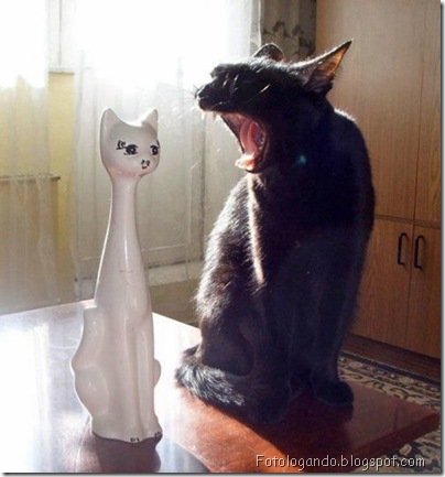 gatos curiosos 9
