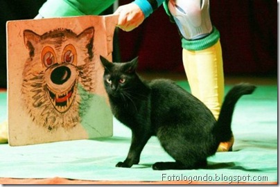 gatos curiosos 7