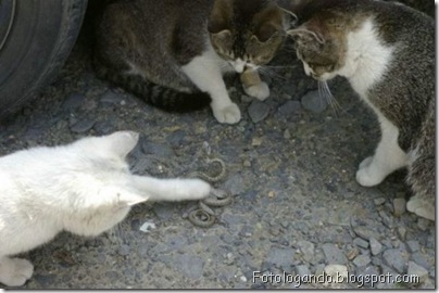 gatos curiosos 4