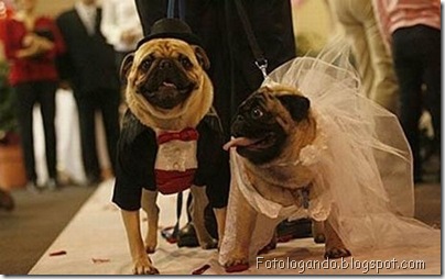 casamento entre animais 3