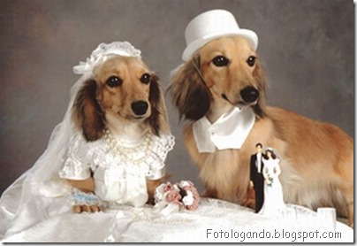 casamento entre animais 7