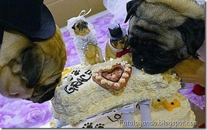 casamento entre animais 4