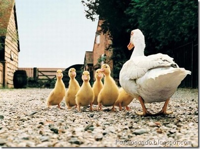 patinhos