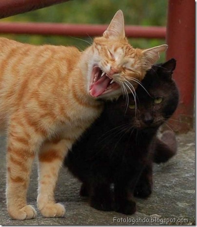 cats