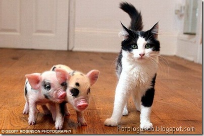 Pets - Miniporcos Micro%20porco%20animal%20de%20estima%C3%A7%C3%A3o%5B2%5D