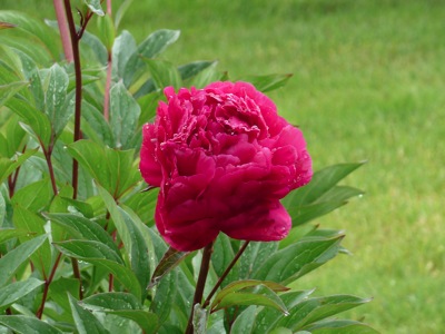 Close up of our Peonies in our back yard.  Picture was taken from the deck and zoomed in