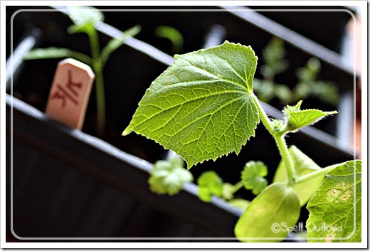 cucumberplant