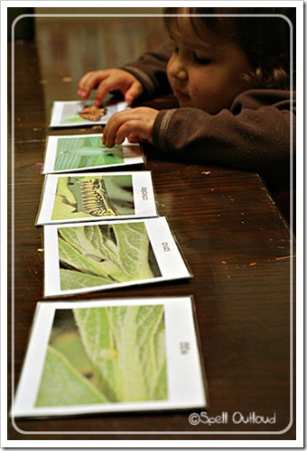 Butterfly Life Cycle Cards (Photo from Spell Outloud) Butterfly Life Cycle Cards (Photo from Spell Outloud)