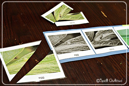 [butterflypuzzle[5].jpg]