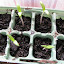 Tomato-Black Cherry