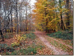 automne près de Bourron-Marlotte (2) automne près de Bourron-Marlotte (2)