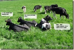 vaches laitières Holstein (2) vaches laitières Holstein (2)
