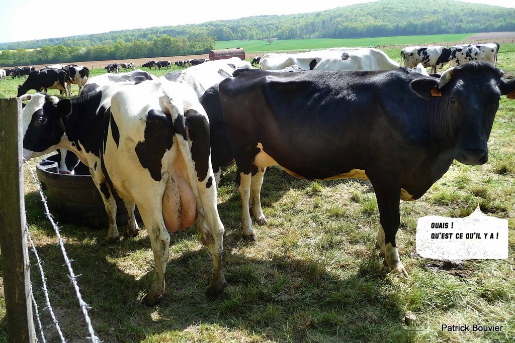 [vaches-laitires-Holstein-13.jpg]