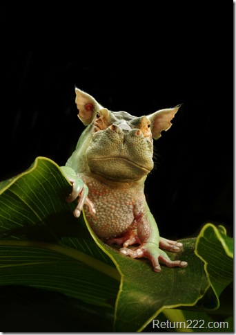 Hippofrog_2_by_oilcorner Hippofrog_2_by_oilcorner