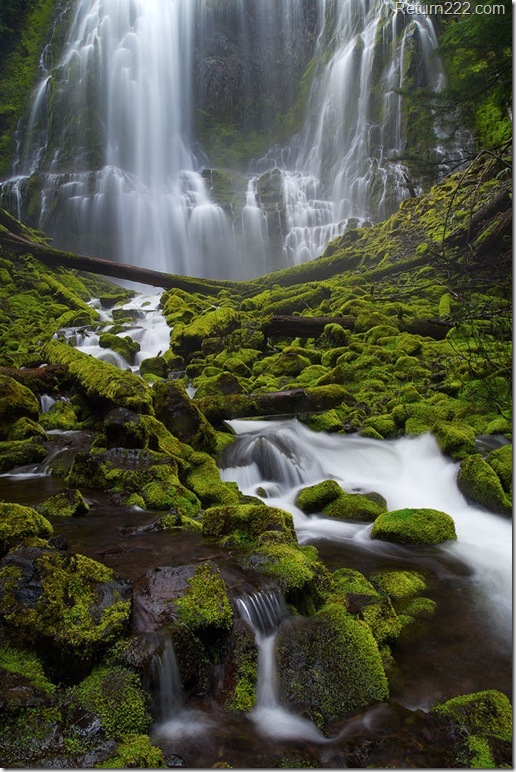 mossy_delight_by_stevendavisphoto-d3a9im3 mossy_delight_by_stevendavisphoto-d3a9im3