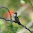 Colibri - Porto de Galinhas - Brasil