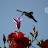 Colibri - Porto de Galinhas - Brasil
