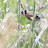 Pintassilgo - carduelis carduelis