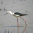 Pernilongo (Himantopus himantopus)