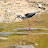 Pernilongo - Himantopus himantopus