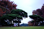 I like the broad, flat tops of these red pine trees