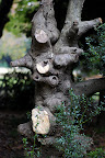 A tree of many knots, which I always like to see on trees.