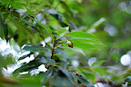 I'd say not much time left on tree for this acorn